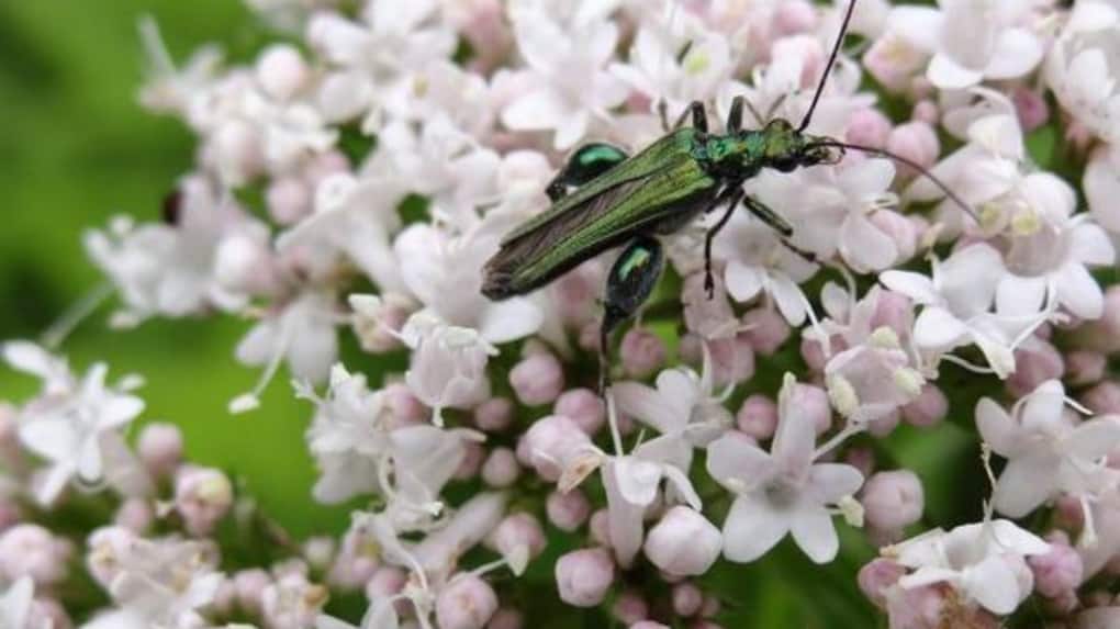 insecte